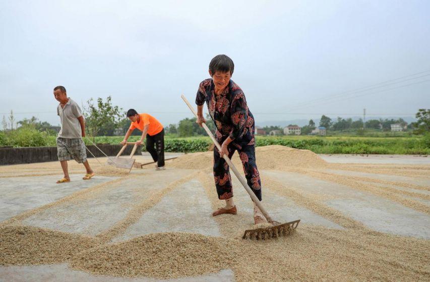 红薯是什么时候传入中国（一广州生意人偷带红薯回国） 第21张