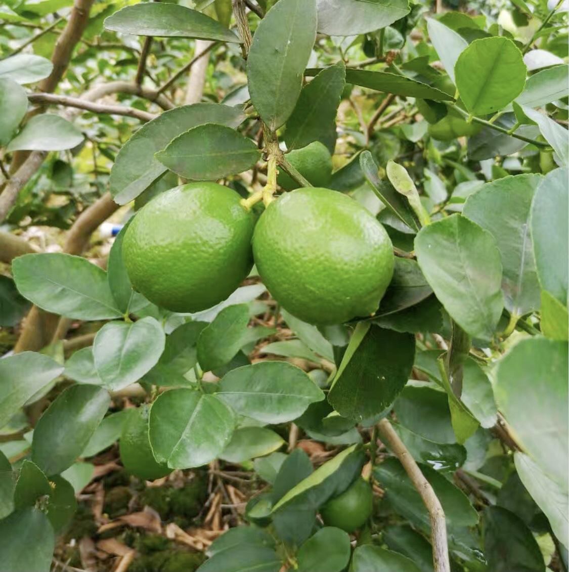 柠檬泡水用热水还是冷水（青柠檬和黄柠檬的区别） 第3张