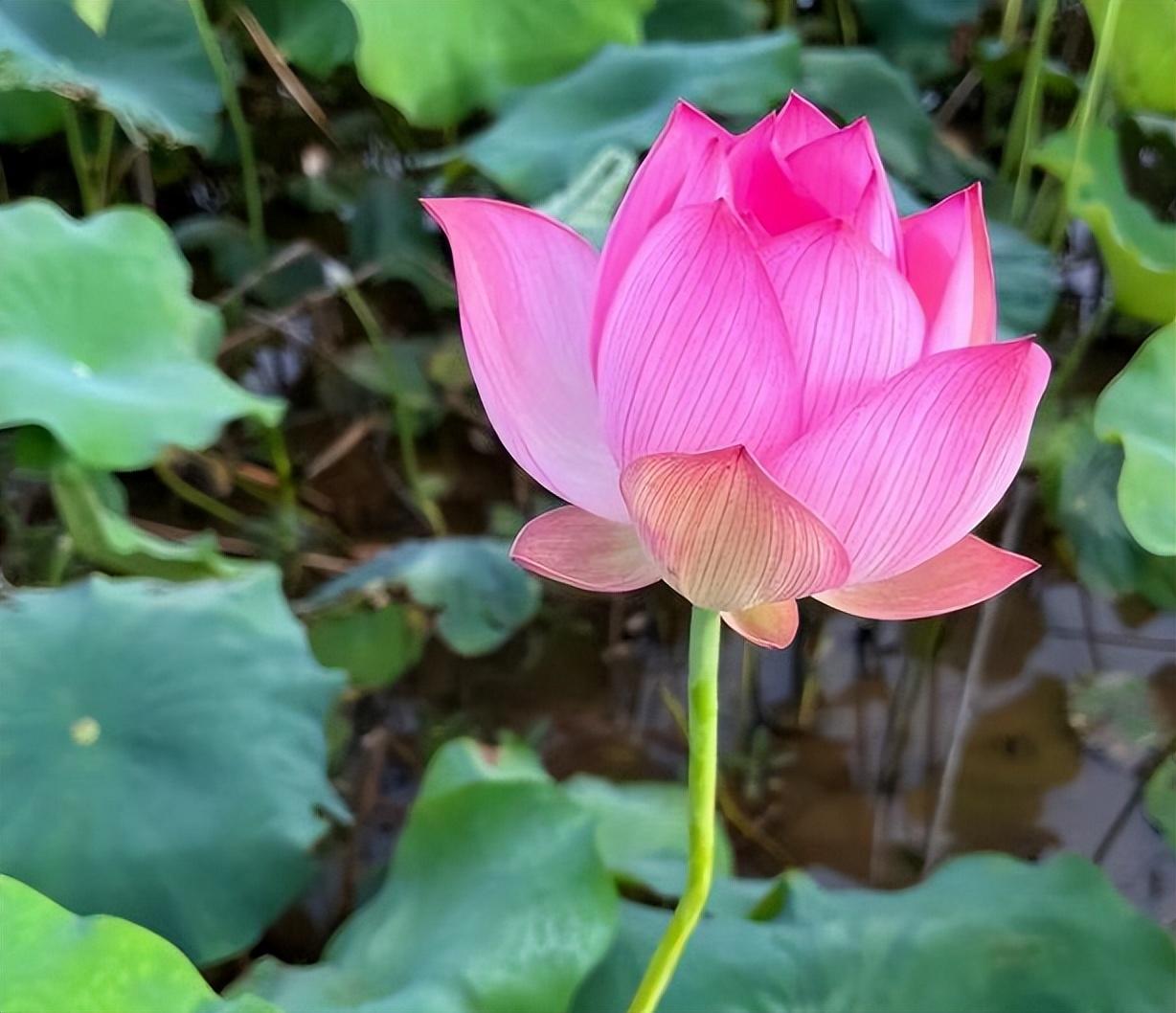 杭州有什么好玩的地方景点推荐（杭州暑假游玩十大打卡地） 第19张
