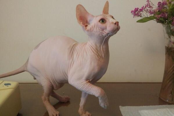 世界上聪明的猫咪十大排名,聪明的猫排行榜前十名 第1张