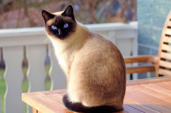 世界上聪明的猫咪十大排名,聪明的猫排行榜前十名 第3张