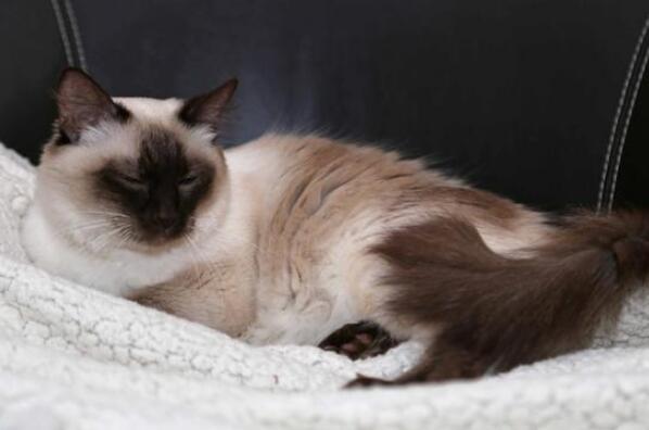 世界上聪明的猫咪十大排名,聪明的猫排行榜前十名 第5张