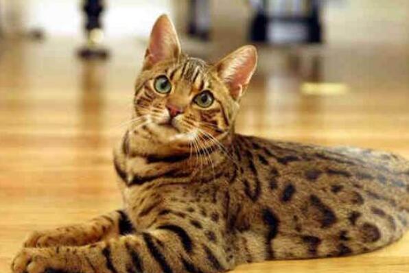 世界上聪明的猫咪十大排名,聪明的猫排行榜前十名 第7张