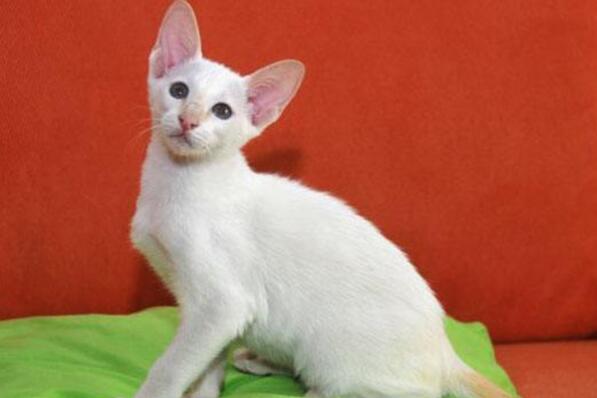 世界上聪明的猫咪十大排名,聪明的猫排行榜前十名 第9张