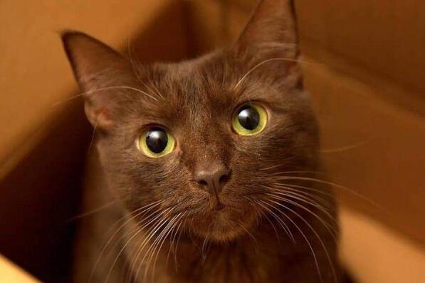 世界上聪明的猫咪十大排名,聪明的猫排行榜前十名 第11张