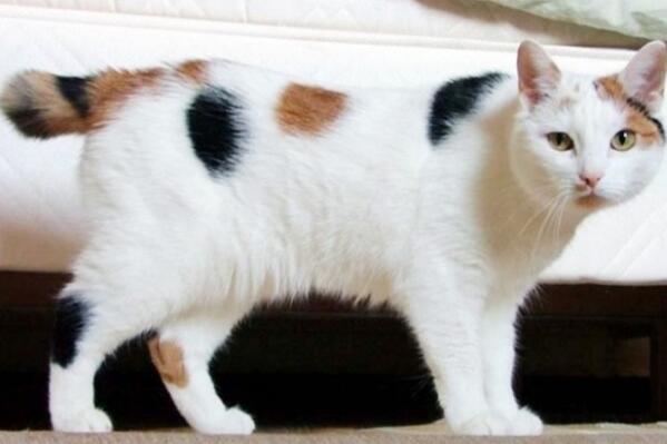 世界上聪明的猫咪十大排名,聪明的猫排行榜前十名 第13张