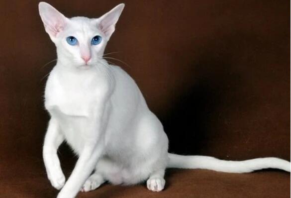 世界上聪明的猫咪十大排名,聪明的猫排行榜前十名 第15张