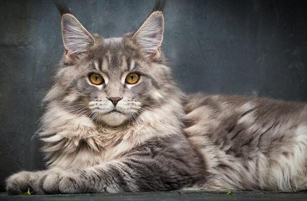 世界上聪明的猫咪十大排名,聪明的猫排行榜前十名 第17张