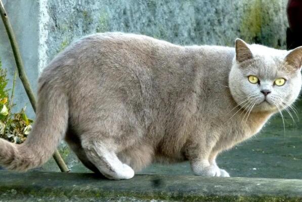 世界上聪明的猫咪十大排名,聪明的猫排行榜前十名 第19张