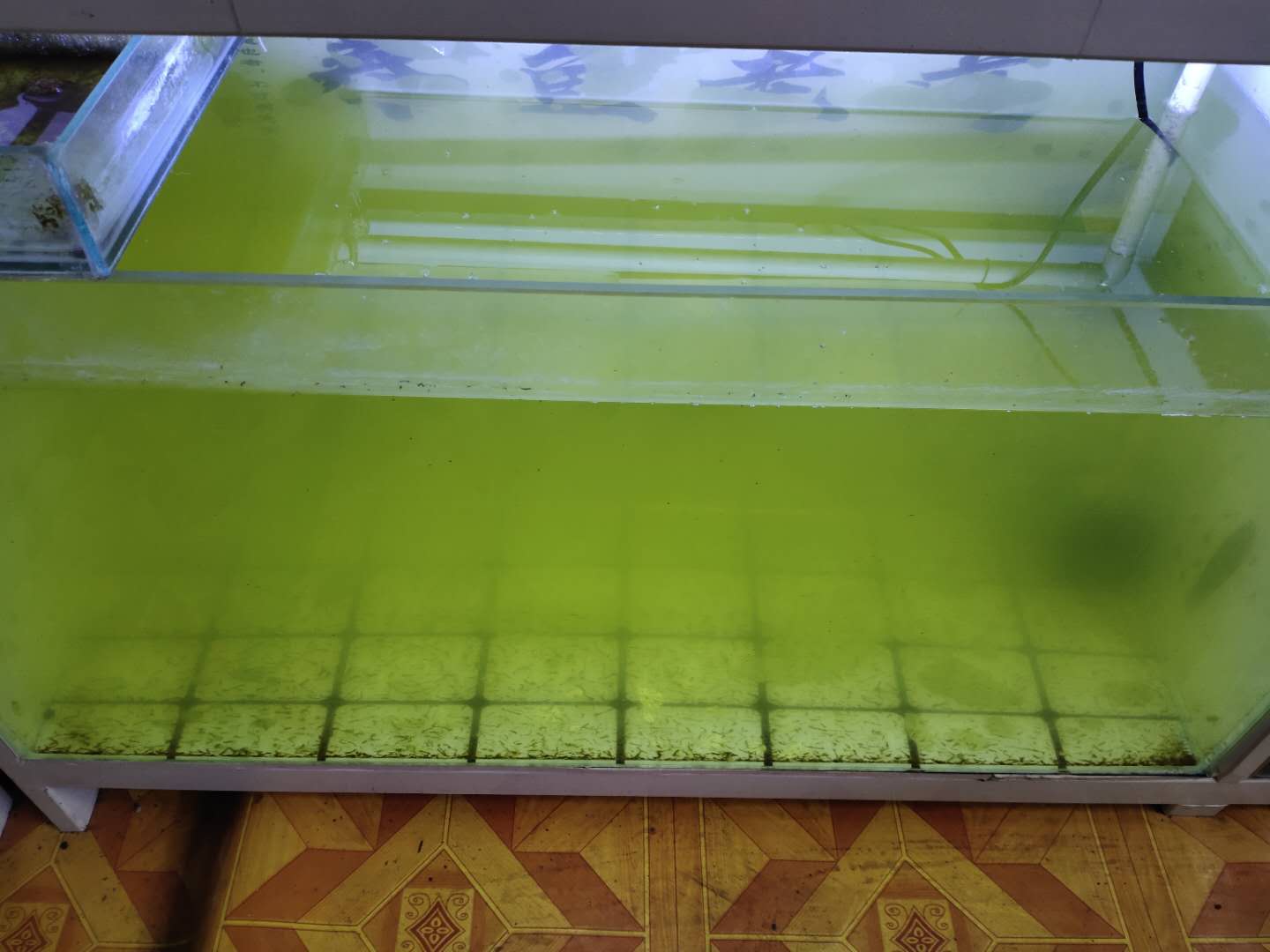 鱼缸水发绿是什么原因怎么解决（鱼缸里的水为何会绿） 第3张