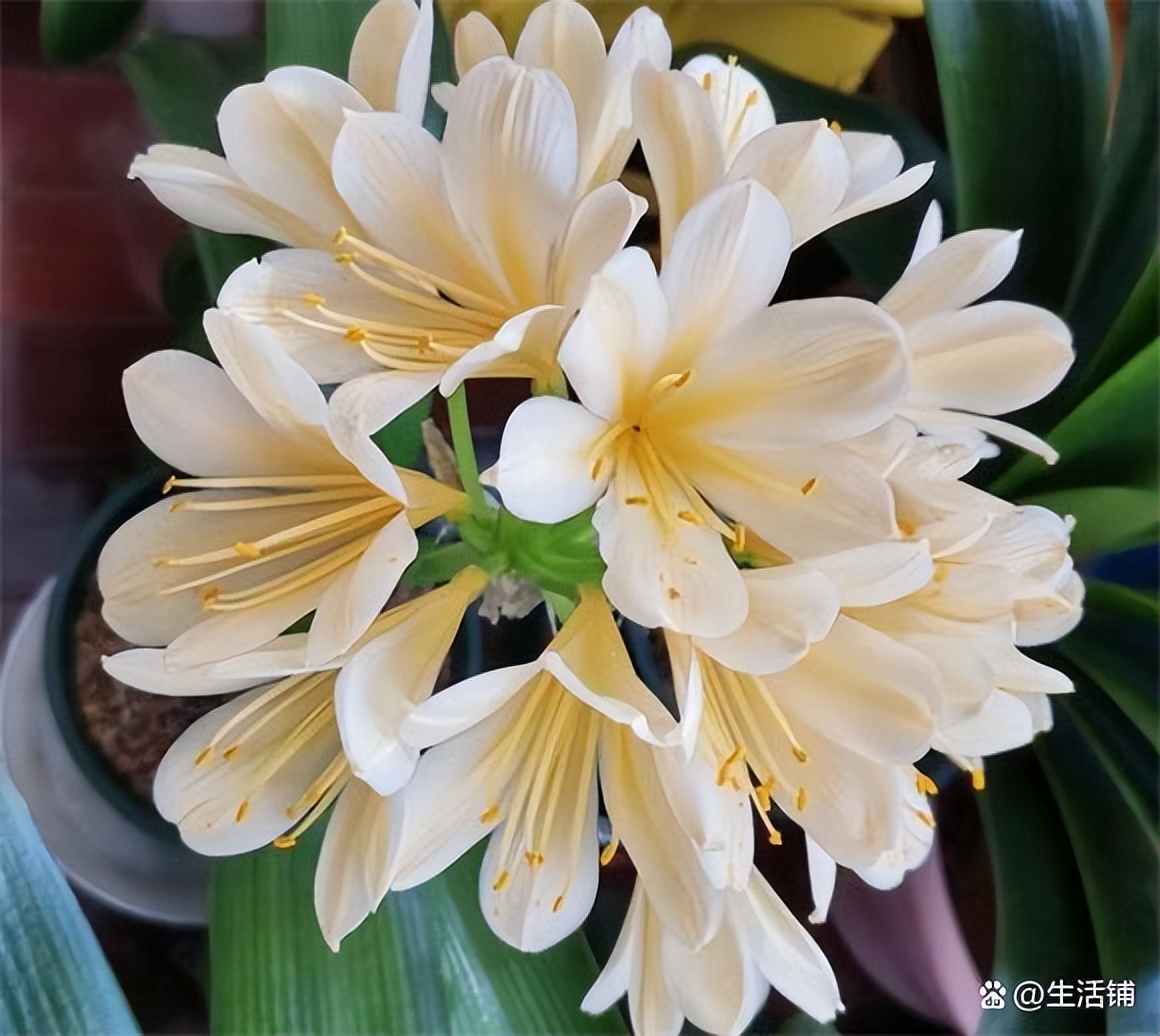 君子兰的养殖方法和注意事项，牢记3个要点，开出“富贵花” 第13张