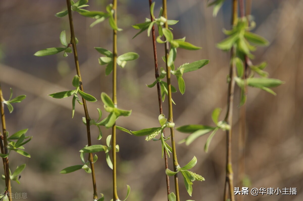 古诗《咏柳》原文、注释、译文赏析，附《跟康爸学古诗》朗诵视频 第1张