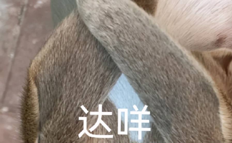 「热梗百科」“哒咩”什么梗？ 第5张