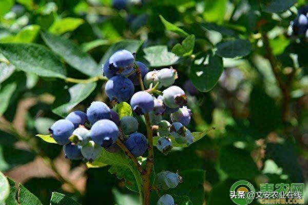 中国目前最好的蓝莓品种排名（蓝莓的四大优良品种介绍） 第1张