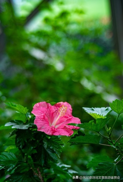 扶桑花的寓意和象征是什么（扶桑花的含义分析） 第17张