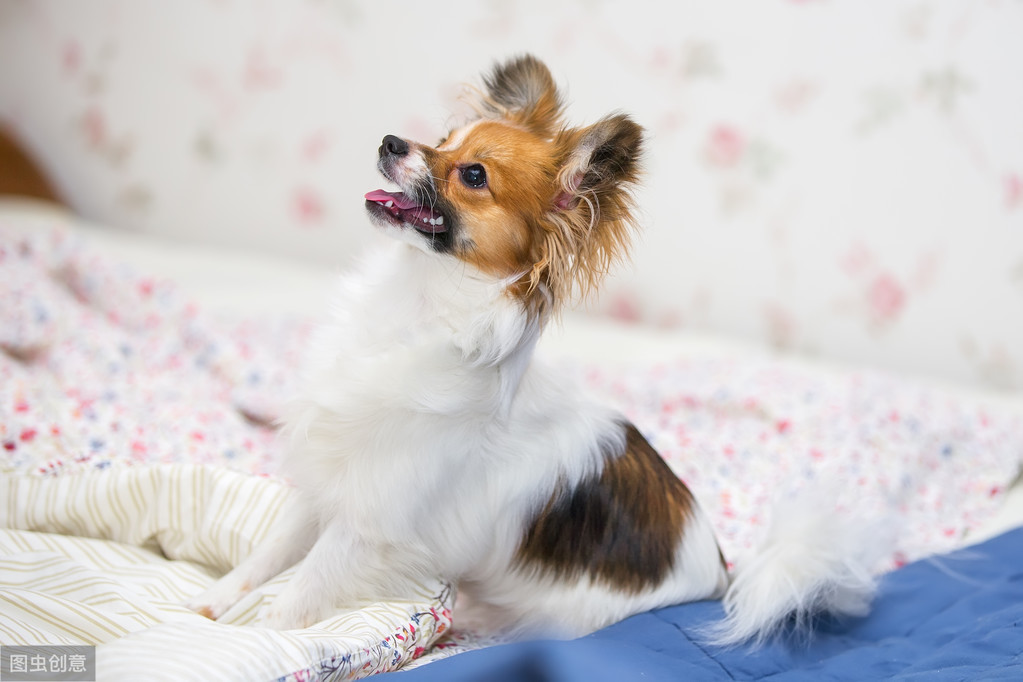 蝴蝶犬那么聪明漂亮，却很少有人养，原来是因为这6个原因！ 第13张