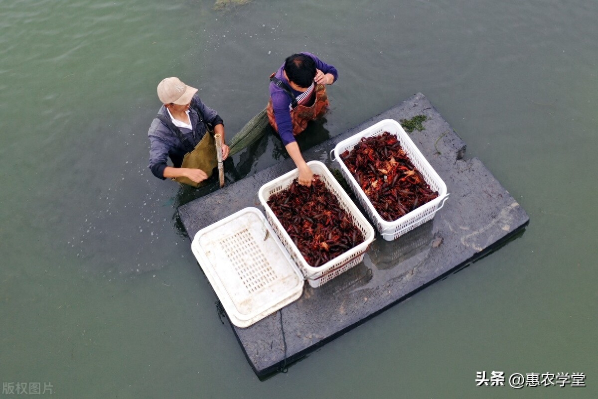 小龙虾什么时候上市（2023各地小龙虾上市时间表） 第5张