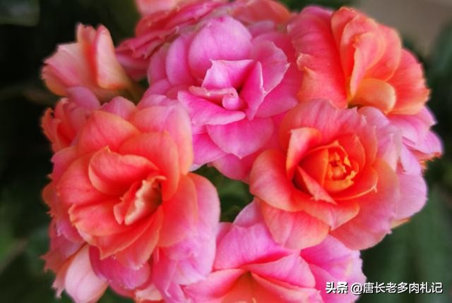 听说长寿花有毒？重瓣长寿花还会致癌是真的吗？ 第5张
