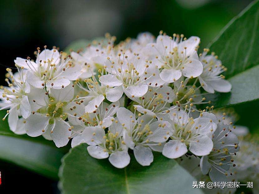 石楠树花散发类似于男性精液的气味，为何还要在校园内广泛栽植？ 第13张