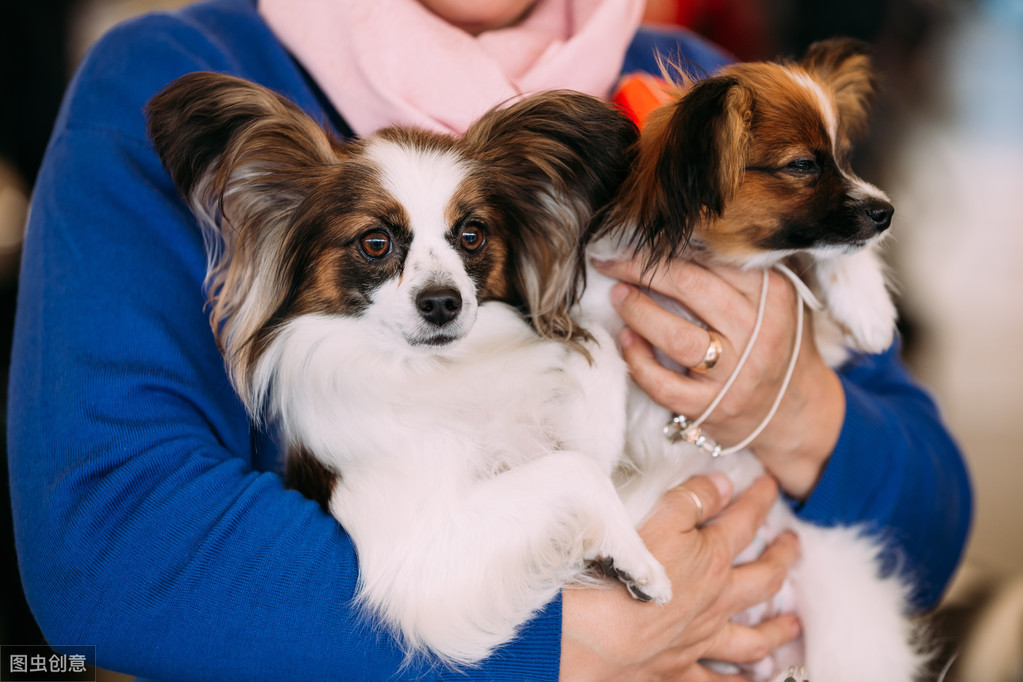 蝴蝶犬那么聪明漂亮，却很少有人养，原来是因为这6个原因！ 第9张