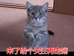蝴蝶犬那么聪明漂亮，却很少有人养，原来是因为这6个原因！ 第15张