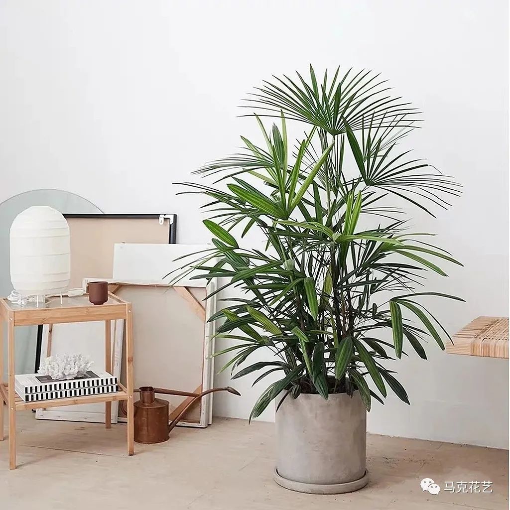 马克花艺｜送对花表对意，别让好心办坏事 第49张