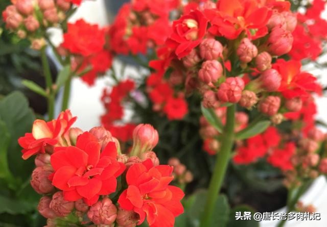 听说长寿花有毒？重瓣长寿花还会致癌是真的吗？ 第11张