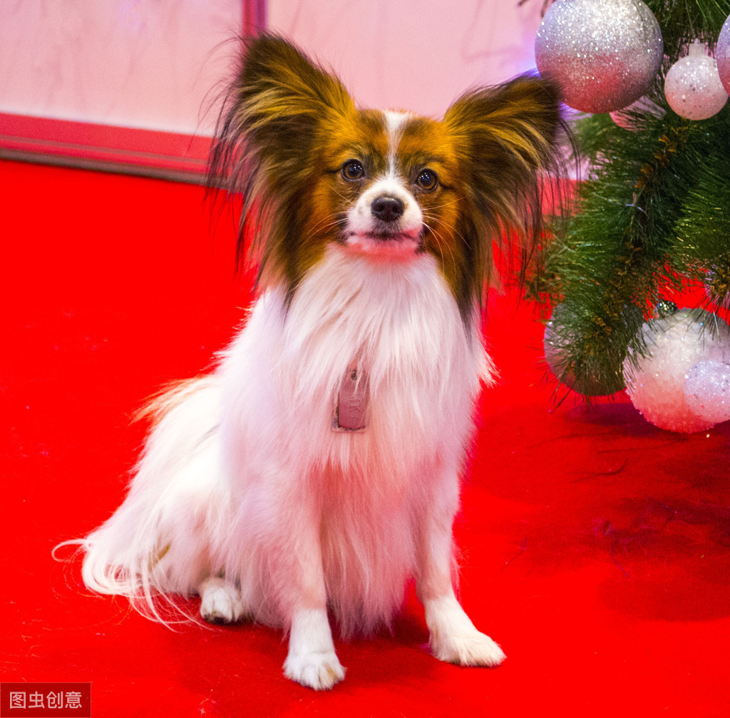 蝴蝶犬那么聪明漂亮，却很少有人养，原来是因为这6个原因！ 第1张