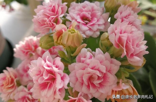 听说长寿花有毒？重瓣长寿花还会致癌是真的吗？ 第7张