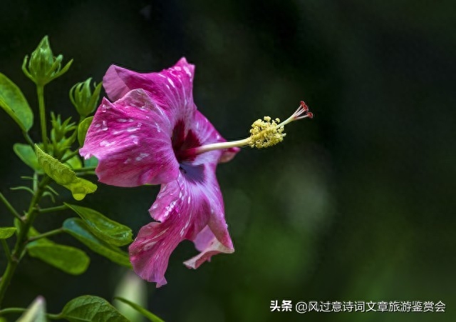 扶桑花的寓意和象征是什么（扶桑花的含义分析） 第1张