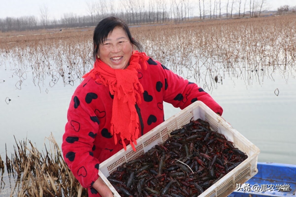 小龙虾什么时候上市（2023各地小龙虾上市时间表） 第3张
