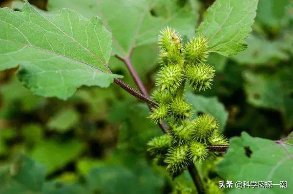 石楠树花散发类似于男性精液的气味，为何还要在校园内广泛栽植？ 第15张