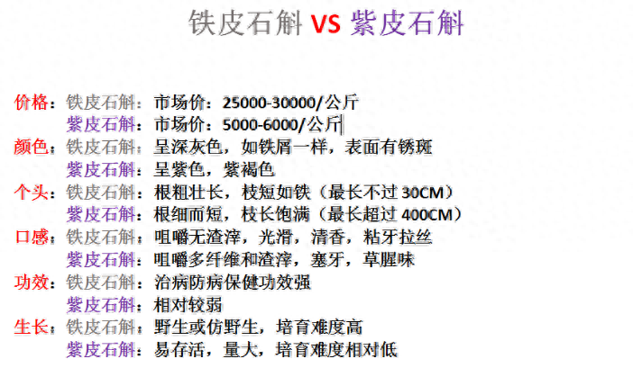 紫皮石斛和铁皮石斛的区别是什么（铁皮石斛和紫皮石斛不同之处） 第7张