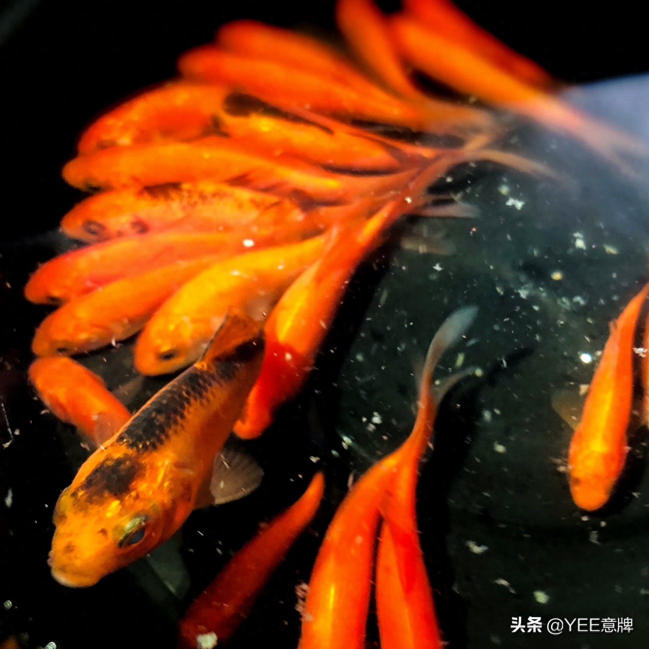 金鱼眼睛上有白膜怎么回事（鱼眼睛有白膜，细菌感染治疗方法） 第11张