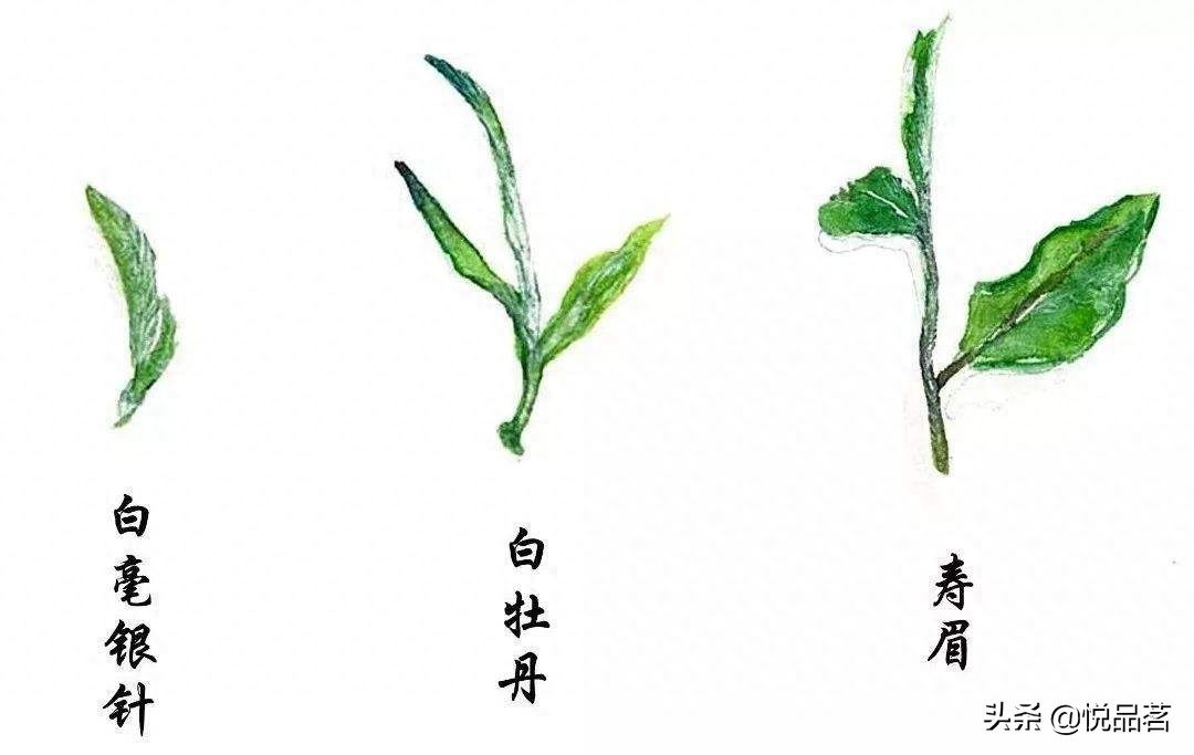 老白茶属于什么茶（老白茶的全面解析） 第9张
