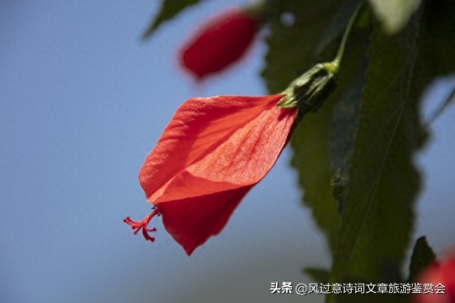扶桑花的寓意和象征是什么（扶桑花的含义分析） 第23张