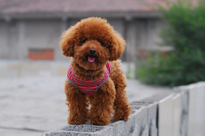 最流行的几种“小型犬”，附上价格参考，千万别买贵了 第11张