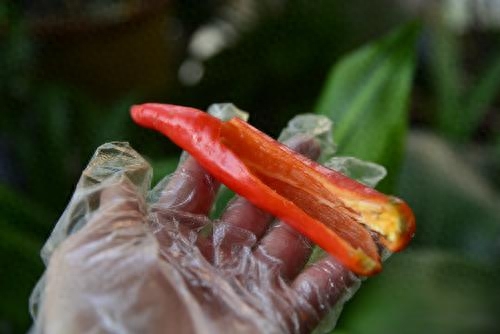 辣椒辣手最快解决办法（切辣椒辣手处理小妙招） 第7张