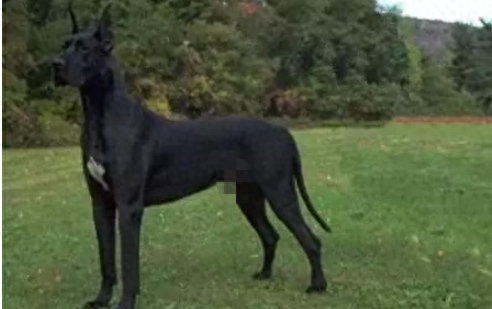 狗品种大全10种大型犬（10种著名的巨型犬） 第1张