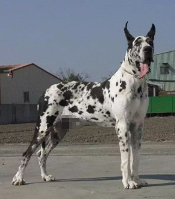 狗品种大全10种大型犬（10种著名的巨型犬） 第3张