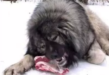 狗品种大全10种大型犬（10种著名的巨型犬） 第11张