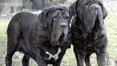 狗品种大全10种大型犬（10种著名的巨型犬） 第13张