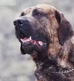 狗品种大全10种大型犬（10种著名的巨型犬） 第15张