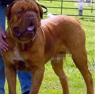 狗品种大全10种大型犬（10种著名的巨型犬） 第17张