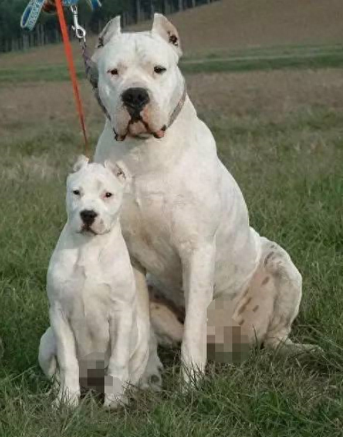 狗品种大全10种大型犬（10种著名的巨型犬） 第19张