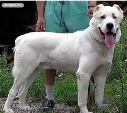 狗品种大全10种大型犬（10种著名的巨型犬） 第23张