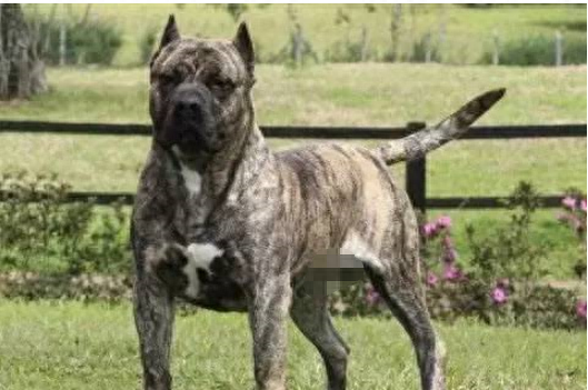 狗品种大全10种大型犬（10种著名的巨型犬） 第25张
