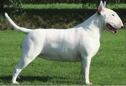 狗品种大全10种大型犬（10种著名的巨型犬） 第27张