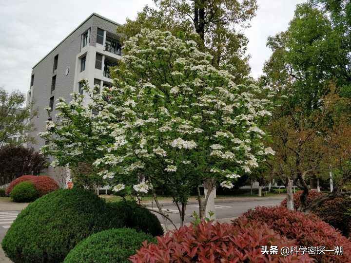 石楠树花散发类似于男性精液的气味，为何还要在校园内广泛栽植？ 第3张