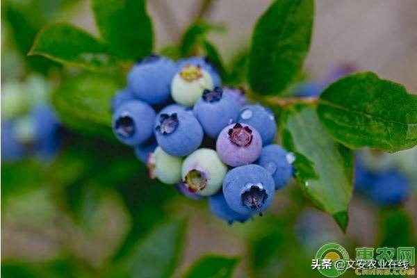 中国目前最好的蓝莓品种排名（蓝莓的四大优良品种介绍） 第5张